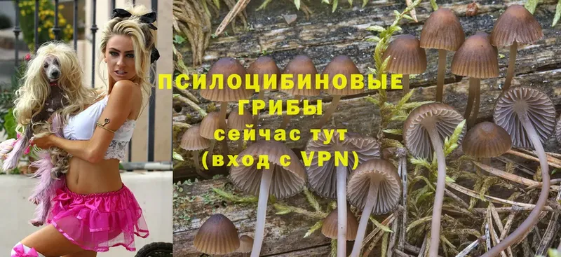 Псилоцибиновые грибы MAGIC MUSHROOMS  Волжск 